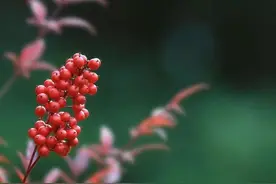 这3种植物，它们的果实有毒，不要带回家，避免误食图片