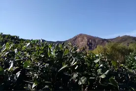 58岁农村男子身患重病，一个人搬到山上居住，半年后身体恢复健康图片