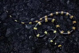 银环蛇、白环蛇；你还傻傻分不清吗？一种剧毒一种无毒图片