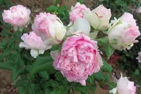 春天买的月季花老桩，3个多月了还不长新芽是怎么回事？图片