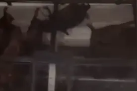 上海一居民空调内竟然挂着6只活蝙蝠，怎么进去的，蝙蝠会咬人吗图片