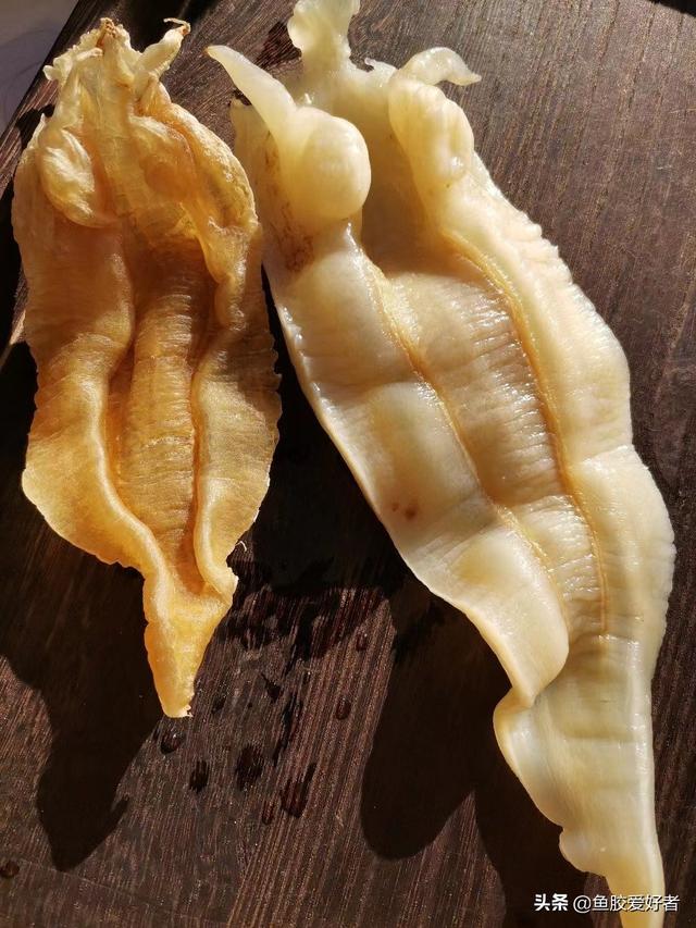 黄花皎北海花胶 2026年北海黄花胶的功效与作用
