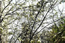 我想和你一起去看海，一片梨花海~图片