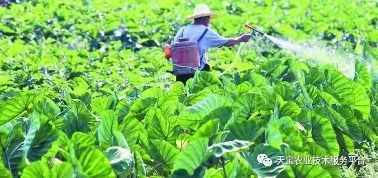 杀菌剂混用配方及注意事项！