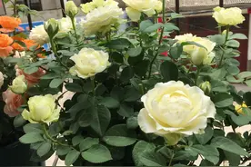 微型月季“无限永远”，优秀的阳台盆栽，植株低矮，花朵美又香图片