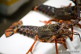 世界海鲜大全，全吃过算你牛图片