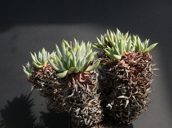 千寿姬多肉植物(艳姬多肉植物)-措必培