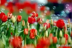 春来百花开，愿你好运来图片