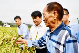 杂交水稻之父袁隆平的杂交水稻技术受质疑？原因有待验证！视频封面