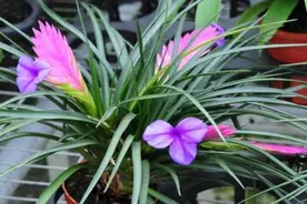 这种漂亮的花，很多花友没养过，开花小巧玲珑惹人喜爱图片