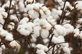 棉花种植，我们一定要懂得这些选种知识和禁忌图片