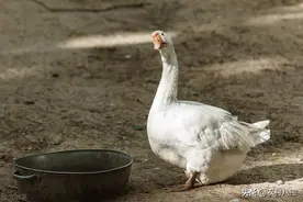 越来越多的农家人养鹅？养大鹅那么赚钱吗？图片