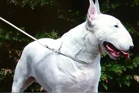 牛头㹴有着憨憨可爱的一面，但神经质狂暴的一面，让人真的很恐惧图片