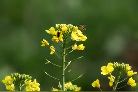 蜜蜂采蜜如何找到回家的路？它们不会迷路么？图片