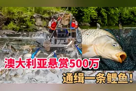 澳大利亚为何大手一挥，悬赏500万通缉鲤鱼，这条鲤鱼怎么了？图片