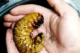 这是一只独角仙的幼虫，这样的5元一只，成虫后贵的能卖到70一只视频封面