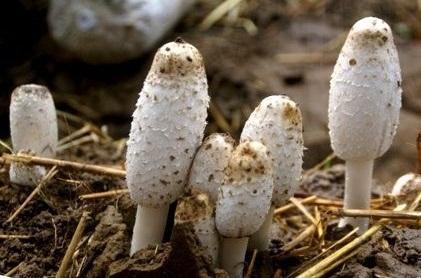 三十一种常见的菌类蘑菇图片