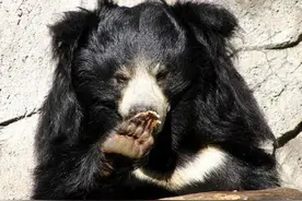 《九十八谈》山海经北山二——钩吾（叕篇）（140）图片