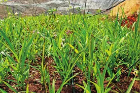 云南师宗白芨种植图片