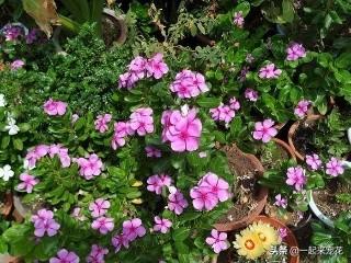 想要植物长得好，一种花肥炒一炒，养花盆底垫一些，3年不用施肥