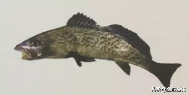 鳘鱼胶有哪些品种 2026年鳘鱼胶分几种 鳘鱼胶有哪些品种 2026年鳘鱼胶分几种