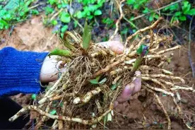 折耳根，这个被大半个中国嫌弃的鱼腥草，却是西南地区吃货的最爱图片