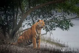 红树林中的食人猛兽，即将消失的袖珍老虎——孙德尔本斯虎图片