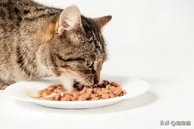 猫粮中加了诱食剂就不是好猫粮吗？图片