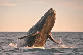 全世界不足400只！这种动物被人类残忍虐杀，逼上绝路...图片