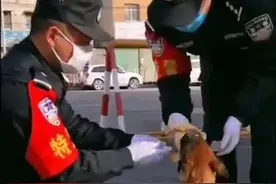 那只溜进警营，骗吃骗喝一个多月的小马犬，终于被收编了！图片