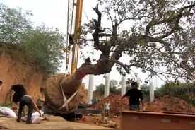 人们常说“南檀北柘”，北方的“柘木”有多神奇？图片