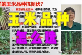 玉米种怎么选？什么品种抗倒伏？「农艺师讲农业」图片
