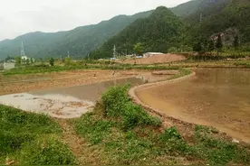 恩施:水稻栽培，无盘旱育抛秧配套高产栽培技术图片