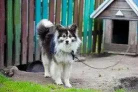 我的狗，既没咬你也没扑你，为何要我赔偿二十万？法院：赔图片