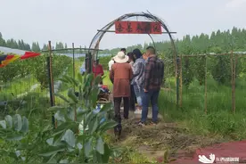 桑葚，丰收！好甜！图片