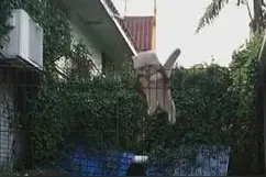猫咪起飞，姿势满分，超人的破坏力图片