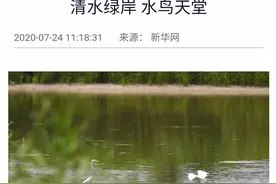 【央媒聚焦】武清大黄堡湿地：清水绿岸，水鸟天堂图片