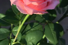 月季珊瑚果冻，花型似牡丹，香味似水果，值得入手的一款经典月季图片