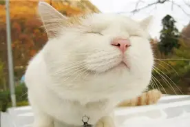 俗话说“猫三狗四”，到底隐含着什么秘密呢？图片