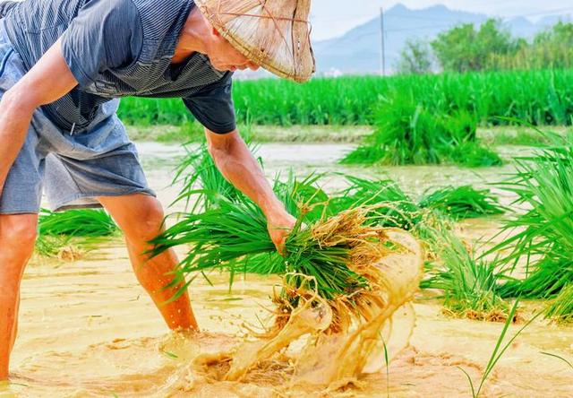 含氨基酸水溶肥的功效与作用 农民如何使用 农业专家给你讲解