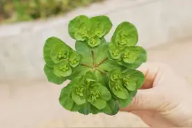 一种野草名叫“猫猫眼”，折断流白浆，大人说碰了会烂手，见过吗图片