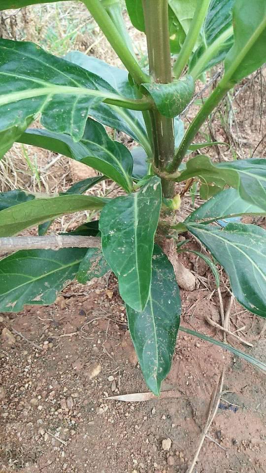 海南农业领军企业---东方嘉品源农业科技开发有限公司