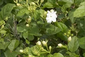 茉莉花怎么能培养出小苗图片