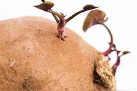 长芽的红薯、土豆、生姜、大蒜到底能不能吃？专家告诉你答案图片