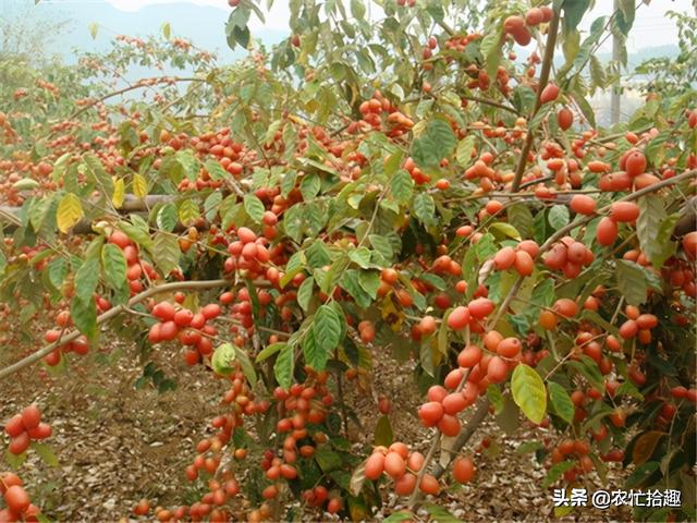 春季早熟的果子，已有人去采摘，一斤34元，却很少有人种植