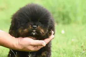 西藏袖犬：真实的存在，还是神秘的传说？图片