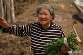 八旬大妈割韭菜塌菜馍 等着五一回家孩子们吃图片