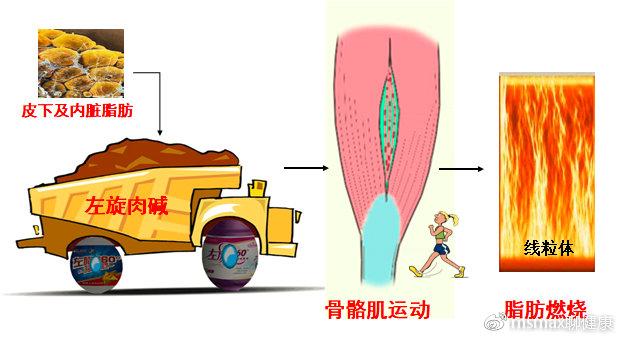 宸︽棆鑲夌⒈銆丅CAA銆佽泲鐧界矇杩欎簺杩愬姩琛ュ墏鐨勬纭『搴忓埌搴曟槸鍟ワ紵