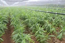 拱棚生姜遮荫后就不会烤苗了吗？错！这样做照旧烤苗图片
