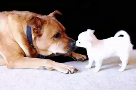 16狗界潜规则：为什么大型犬会怕小型犬？真相有几个图片
